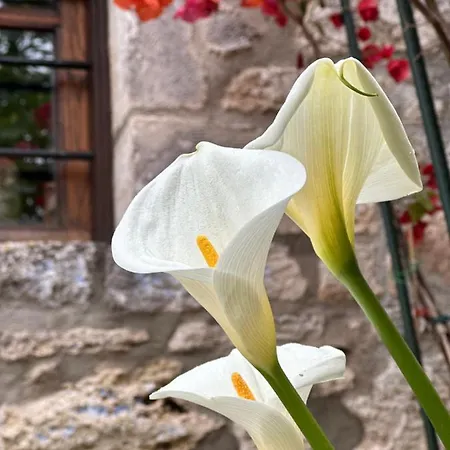 Casa La Bohema מלון דירות